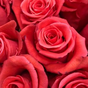 Meet your Posher, Isabel